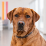 Mailo vom Klosterhof, Seminarhund